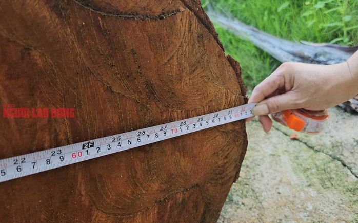 Lóng gỗ này có đường kính khoảng 80 cm, dài 3,2 m