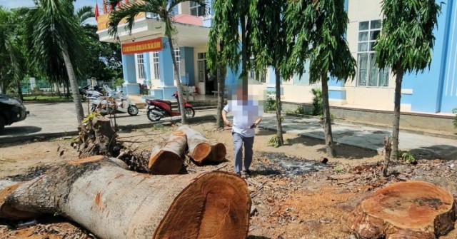 Cưa bán nhiều cây ở trụ sở trước khi sáp nhập: ...