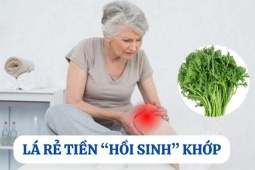 Tin tức sức khỏe - Loại lá mọc hoang đầy vườn nhưng là “khắc tinh” của bệnh xương khớp