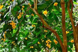 Loài hoa có giá bán vài chục triệu/kg, nhà giàu cũng coi như  " báu vật " 