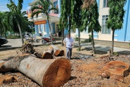 Cưa bán nhiều cây ở trụ sở trước khi sáp nhập: Chủ tịch phường cũng mua