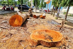 Gia Lai yêu cầu làm rõ vụ phường cho cưa hạ, bán gỗ trước khi sáp nhập
