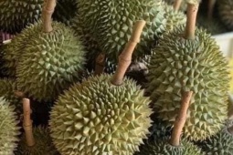 Xuất khẩu sầu riêng lao dốc, hàng nhập khẩu lại tăng tới hơn 500%