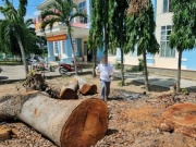 Cưa bán nhiều cây ở trụ sở trước khi sáp nhập: Chủ tịch phường cũng mua