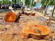 Tin tức trong ngày - Gia Lai yêu cầu làm rõ vụ phường cho cưa hạ, bán gỗ trước khi sáp nhập