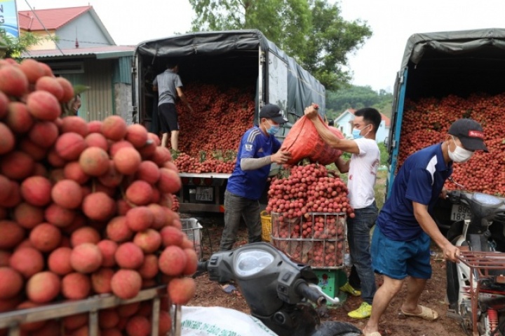 Vải thiều rớt giá