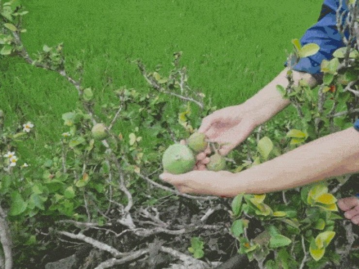Quả lạ 'trời ban' ở Cao Bằng, vò nhẹ là có món ngon mát lạnh ngày hè