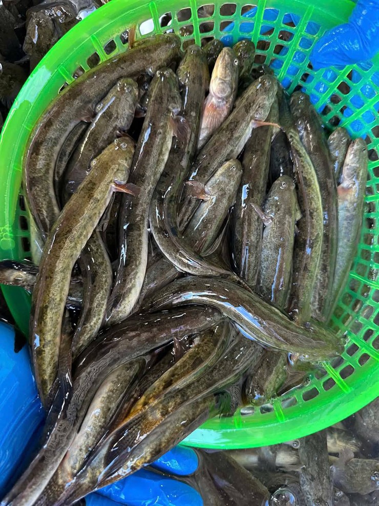 Cá kèo, hay còn gọi là cá bống kèo, là loài cá quen thuộc với người dân Nam Bộ, đặc biệt ở vùng đồng bằng sông Cửu Long.
