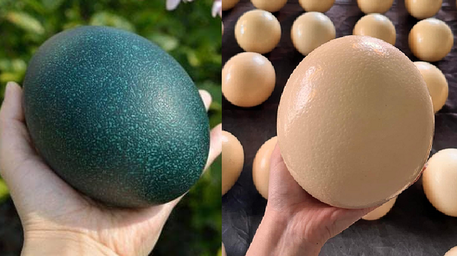 Trứng đà điểu Úc (trái) và trứng đà điểu Việt Nam (phải). Ảnh: MXH.