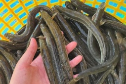 Loại cá  " nhà nghèo "  nay hóa mỏ tiền, phơi khô bán 700.000 đồng/kg thành đặc sản nổi tiếng