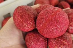 Một loại vải đặc biệt ở Thanh Hoá giá 600.000 đồng/kg