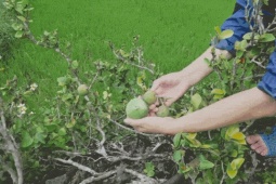 Quả lạ  ' trời ban '  ở Cao Bằng, vò nhẹ là có món ngon mát lạnh ngày hè