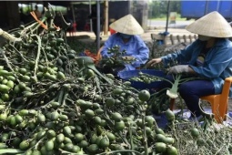 Kinh tế 24h qua: Việt Nam nhập khẩu rất nhiều cau Trung Quốc làm gì?