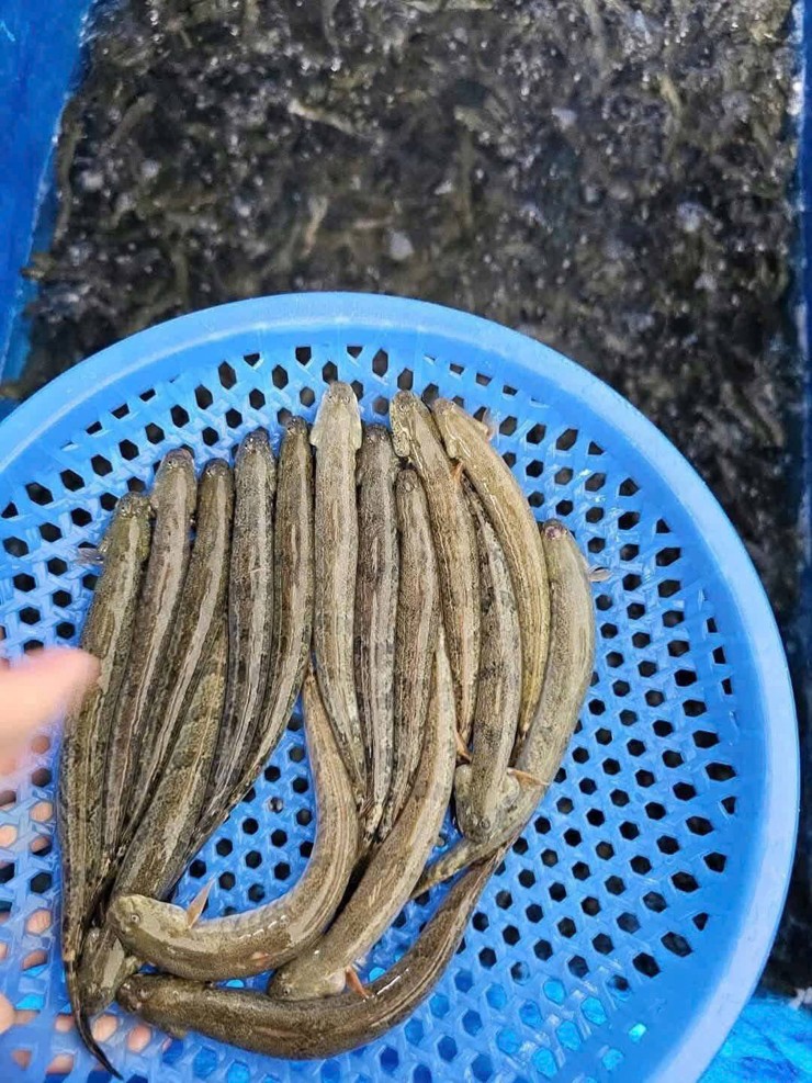 Nhiều người nghĩ cá kèo chỉ sống ở nước ngọt, nhưng thực tế chúng có khả năng thích nghi tốt với cả môi trường nước mặn và nước lợ.
