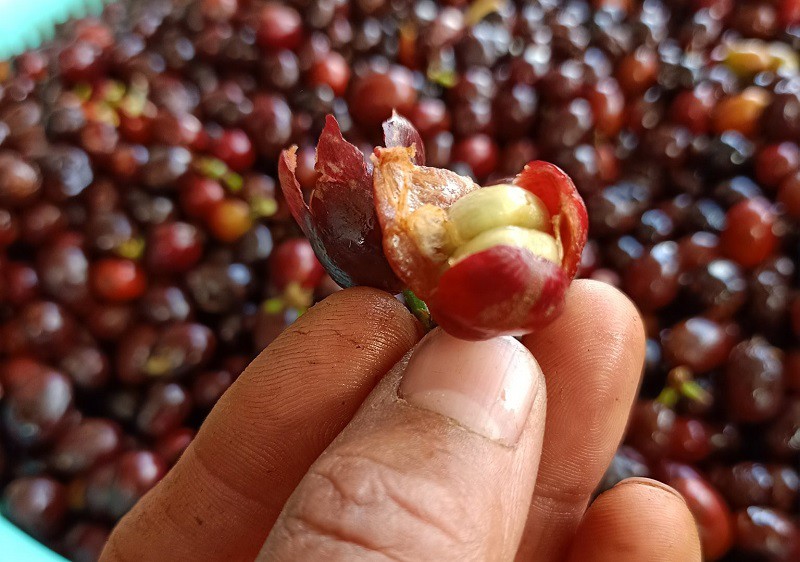 Vỏ cà phê trước đây hầu như không có giá trị gì, chỉ để bỏ đi hoặc bón cây, giờ đây đã được anh Vũ làm nên loại trà ngon nổi tiếng.