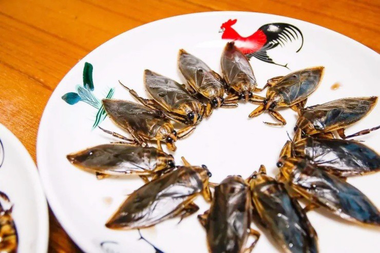 “Bọ nước khổng lồ” ở Việt Nam hóa đặc sản ở nước ngoài, hơn 700.000đ/kg - 3