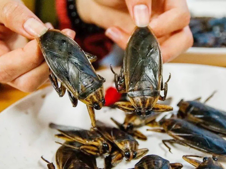 “Bọ nước khổng lồ” ở Việt Nam hóa đặc sản ở nước ngoài, hơn 700.000đ/kg - 4