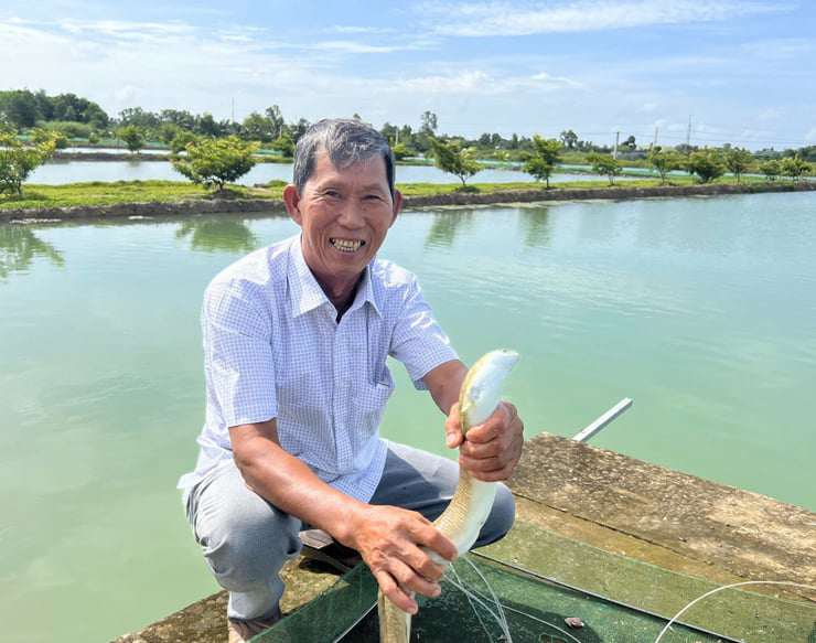 Theo ông Ánh, cá chình khá dễ nuôi, ít bệnh và đem lại hiệu quả kinh tế cao.