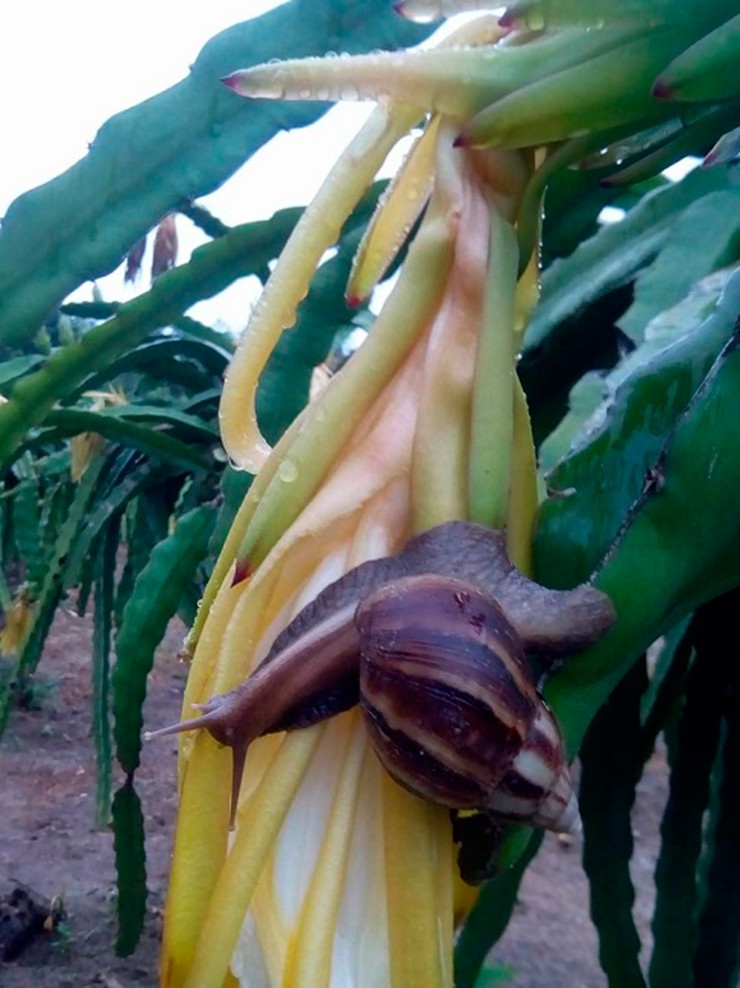 Ốc sên, hay còn gọi là ốc ma, ốc sên hoa (tên khoa học Achatina fulica), là loài động vật thân mềm sống trên cạn

