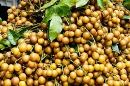 Loại quả ăn vặt dân dã vào mùa, chị em thi nhau săn đón thưởng thức