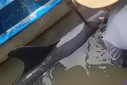 Giải cứu cá heo bị chĩa sắt đâm, lạc vào thành phố Cà Mau
