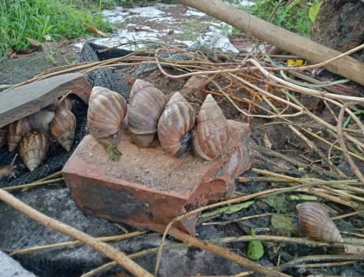 Vì là đặc sản không phải nơi nào cũng có, giá ốc sên ở nhiều nơi có thời điểm lên tới 100.000 – 120.000 đồng/kg, nhất là vào mùa khan hiếm. &nbsp;Các chuyên gia khuyến cáo nên sử dụng ốc sên sống ở môi trường sạch và sơ chế thật kỹ trước khi đem đi chế biến.
