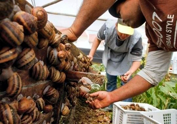 Theo đó, ốc sên sống phổ biến ở vườn nhà, bụi rậm, bờ rào – những nơi ẩm thấp. Loài ốc này ăn đủ thứ: từ rau xanh, rễ cây, mầm non đến cả quả chín và xác động vật đang phân hủy.&nbsp;
