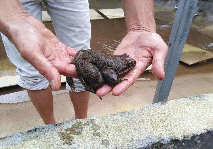 “Vua ếch” giá trên trời, lớn chậm mà giá hơn 700.000đ/kg, cực hiếm người nuôi - 4