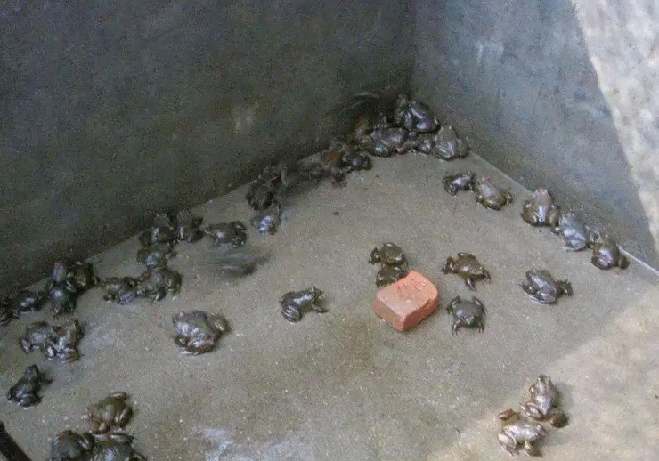 “Vua ếch” giá trên trời, lớn chậm mà giá hơn 700.000đ/kg, cực hiếm người nuôi - 5