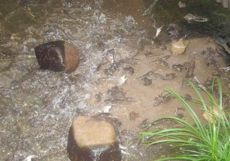 “Vua ếch” giá trên trời, lớn chậm mà giá hơn 700.000đ/kg, cực hiếm người nuôi - 3