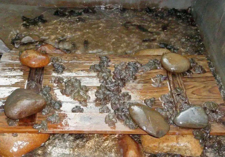 “Vua ếch” giá trên trời, lớn chậm mà giá hơn 700.000đ/kg, cực hiếm người nuôi - 2