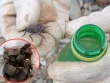 Hơn 7 triệu cho một kg côn trùng hôi hám, dân buôn vẫn đổ xô săn lùng