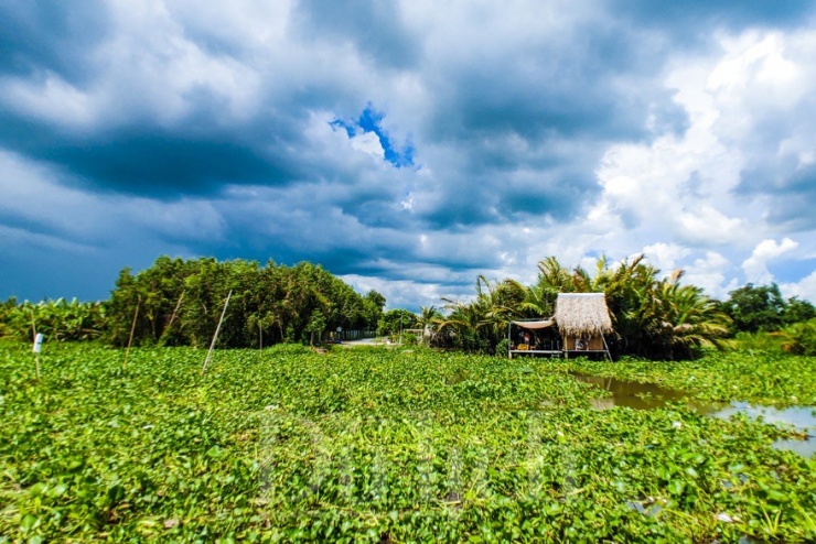 Trong làn sương mờ nhòe ẩn hiện hàng dừa nước ven sông, miền quê sông nước Cái Mơn hiện ra như một bức tranh thủy mặc nên thơ.