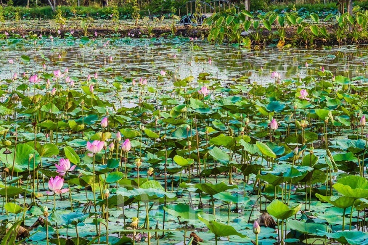 Vẫn còn đó một Cái Mơn rất đỗi dịu dàng với vườn cây ăn trái và hình bóng người con gái năm xưa giờ đây sắp lên chức ngoại.