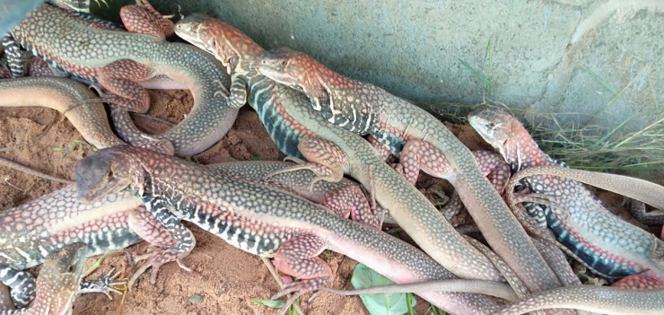 Anh Lê Khánh Dân – chủ 2 cơ sở phân phối dông nuôi chuồng và dông tự nhiên ở TP Phan Thiết cho biết, dông có nguồn gốc từ tự nhiên.&nbsp;