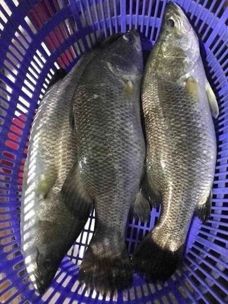 Trong nhiều đánh giá của chuyên gia dinh dưỡng, cá chẽm thậm chí còn được so sánh ngang hàng hoặc vượt trội hơn cá hồi ở một số phương diện.
