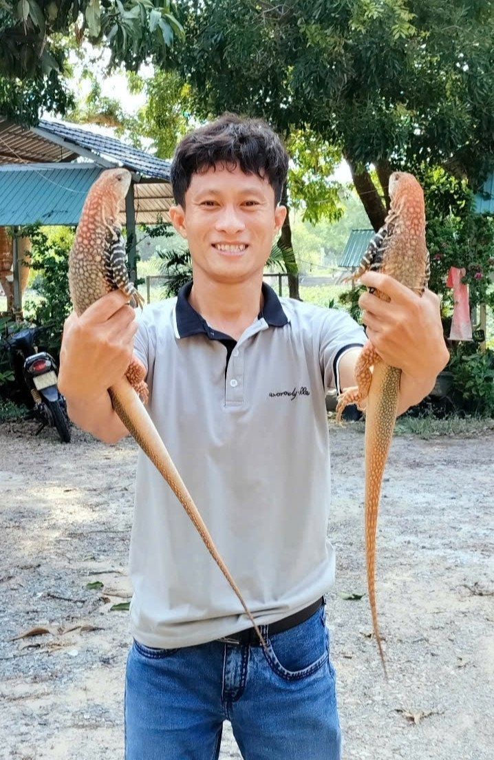 Dông được người dân Bình Thuận nuôi thương mại từ khoảng năm 2006 theo phương pháp hoàn toàn tự nhiên