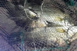 Loại cá quen thuộc ở quê  " tốt hơn cá hồi " , bán đầy chợ mạng giá từ 85.000 đồng/kg, thành đặc sản được ưa chuộng
