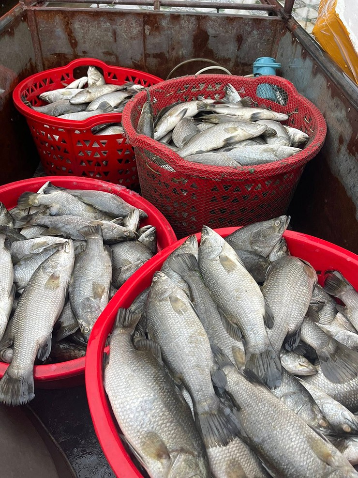 Cá chẽm có thân thoi, dẹp bên, đầu to và mõm nhọn. Màu sắc đặc trưng là phần lưng xám hoặc nâu, bụng bạc trắng, vây đuôi tròn.&nbsp;
