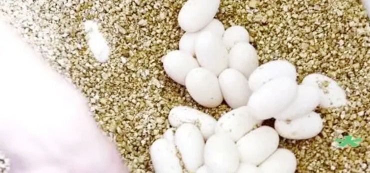 Thợ tóc bỏ nghề đi săn “vàng ròng” từ loài ai cũng sợ, nay kiếm vài tỷ/năm - 5