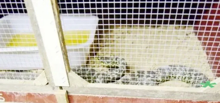 Thợ tóc bỏ nghề đi săn “vàng ròng” từ loài ai cũng sợ, nay kiếm vài tỷ/năm - 2