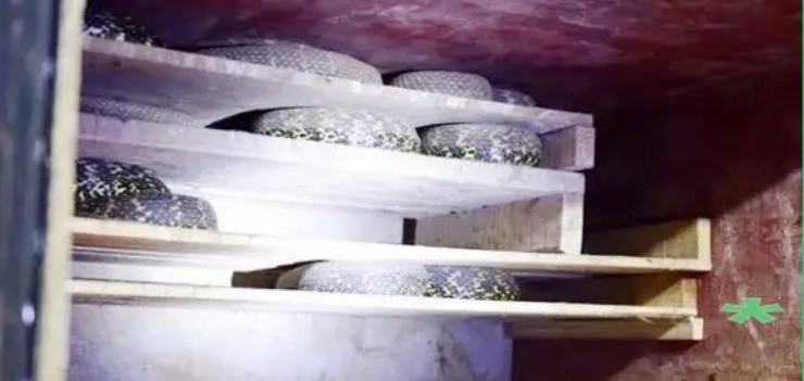 Thợ tóc bỏ nghề đi săn “vàng ròng” từ loài ai cũng sợ, nay kiếm vài tỷ/năm - 1