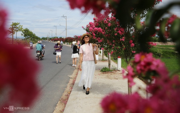 Tường vi nở rộ trên đường quê Quảng Nam - 4