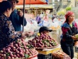 Mận hậu giảm giá sâu chỉ còn vài nghìn đồng/kg bán đổ đống đầy thị trường