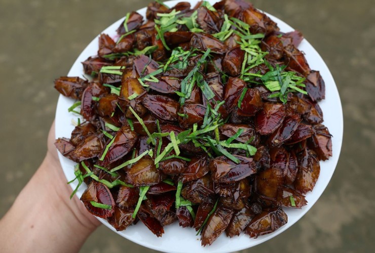 Bọ xít là loài hôi hám, chuyên phá hoại cây trồng nhưng ở Tây Bắc, đây là món đặc sản vô cùng nổi tiếng. 
