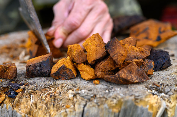 Ở Việt Nam, người tiêu dùng ưa chuộng nấm chaga từ Nga với giá khoảng 750.000–800.000 đồng/kg cho dạng nguyên tảng, hoặc bột chaga với giá tương đương.
