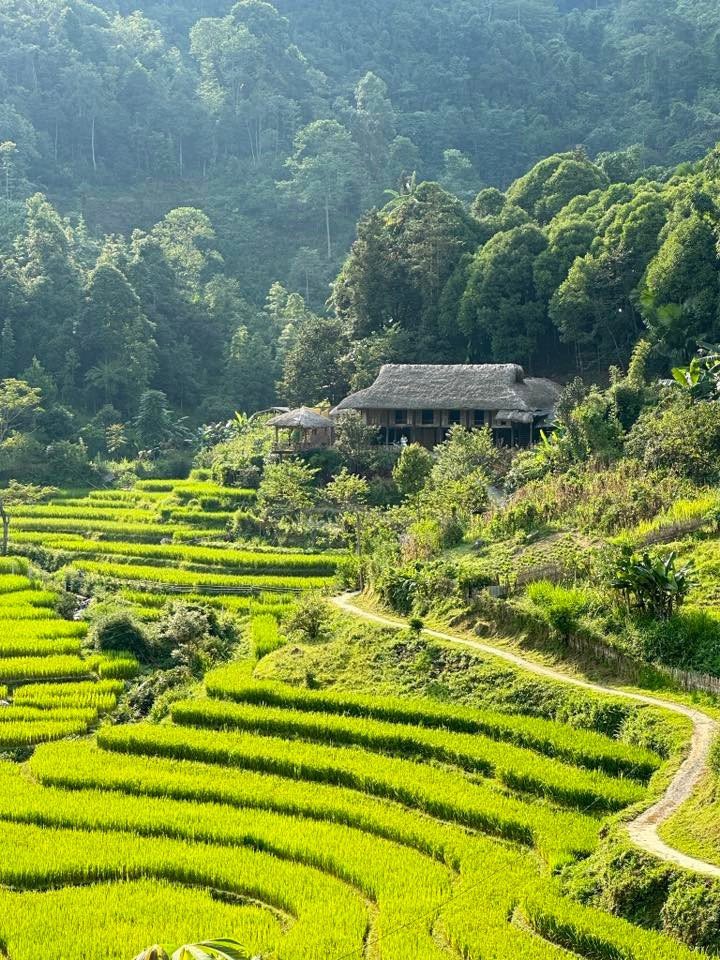 Dọc nương chè, dễ bắt gặp hình ảnh các bà, các chị trong trang phục dân tộc thoăn thoắt hái chè Shan Tuyết – loại chè cổ thụ đặc sản nổi bật của vùng cao Bắc Hà, được sao tay thủ công, cho hương vị chát nhẹ, ngọt hậu. Ảnh im.tthuu