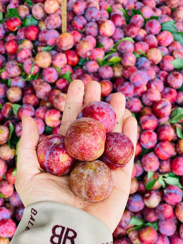 Người tiêu dùng có thể mua mận về ăn trực tiếp hoặc chế biến thành nhiều món ngon như mận ngâm đường, siro mận, mứt mận,...
