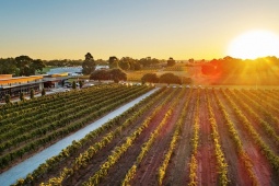 Thưởng thức rượu vang hảo hạng tại thung lũng Swan, Tây Australia