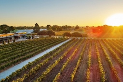 Thưởng thức rượu vang hảo hạng tại thung lũng Swan, Tây Australia